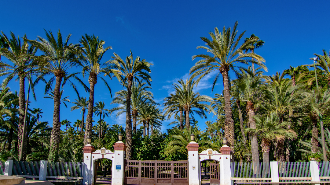 Elche Dismantle Bike Lanes